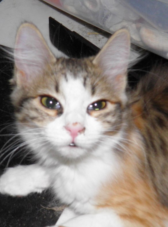 little MeMe-me as a kitten. you can still see a bit of infection in my left eye at the time.  