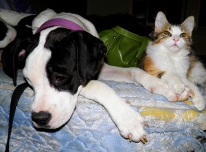 Kelly Jo in happier days with fellow Planet Kitty cat Merry.